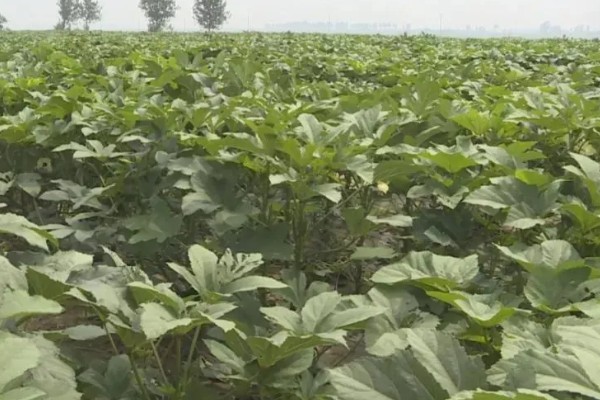 种植秋葵的方法，株距保持在30厘米