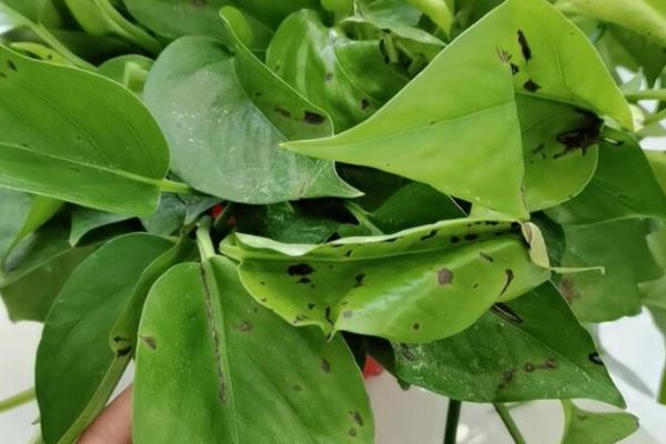 绿萝叶子变黄枯萎的原因，可能是光温不适所致