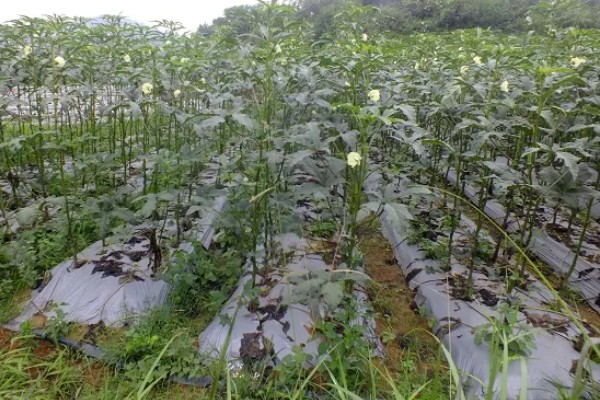 种植秋葵的方法，株距保持在30厘米