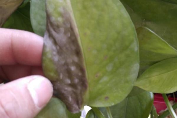 绿萝叶子变黄枯萎的原因，可能是光温不适所致