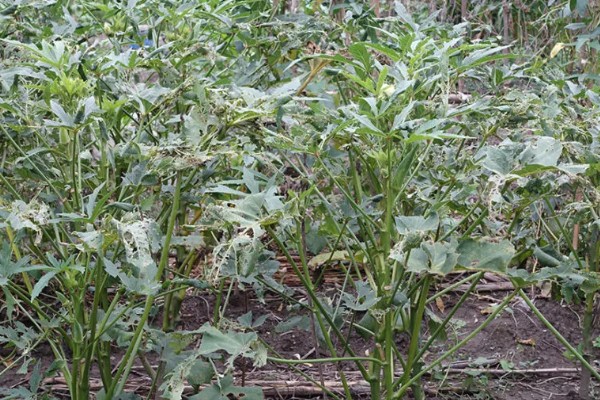 种植秋葵的方法，株距保持在30厘米