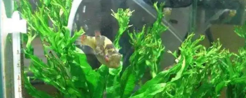 冠纹娃娃鱼好养吗,饲养起来有一定难度