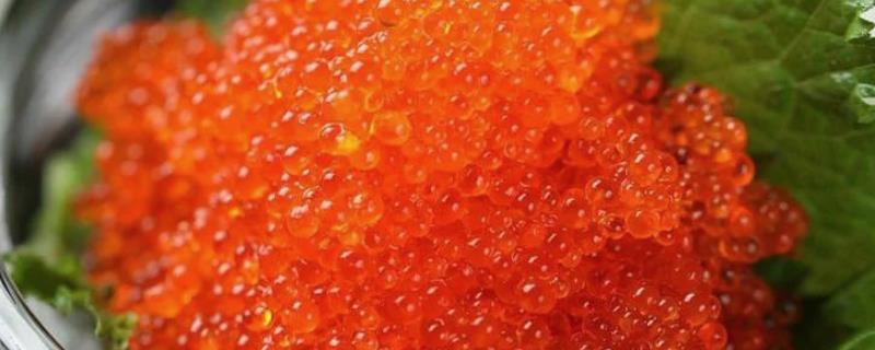 飞鱼籽是哪种鱼的籽，是水生动物飞鱼的卵