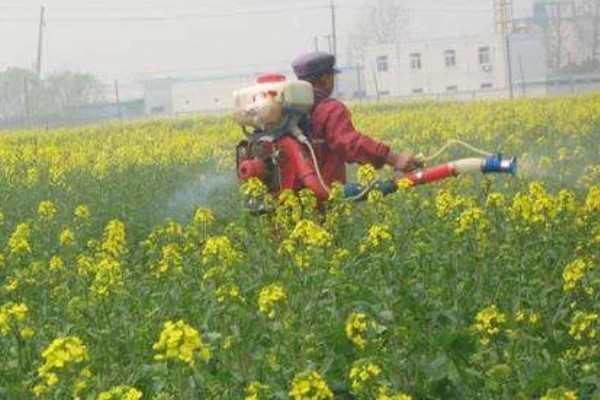 油菜如何喷好三次肥，薹肥、花肥可多开花