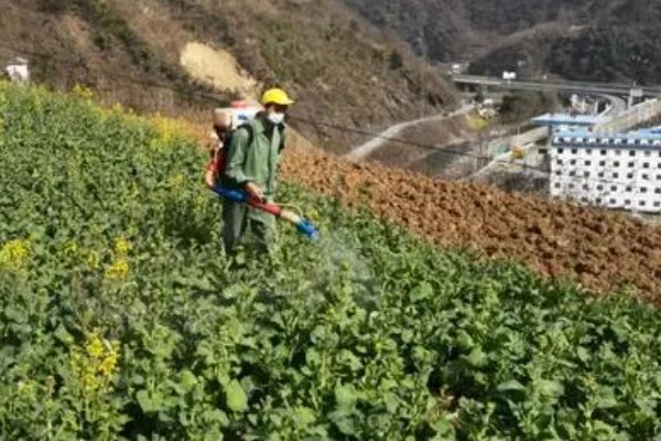 油菜如何喷好三次肥，薹肥、花肥可多开花