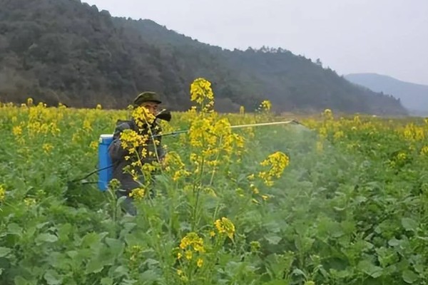 油菜如何喷好三次肥，薹肥、花肥可多开花