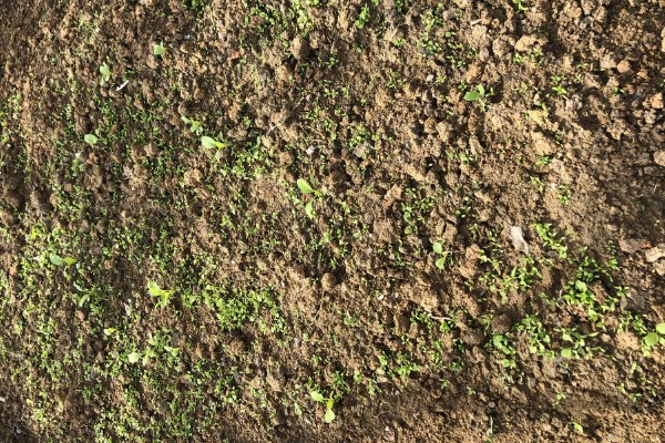 荠菜什么时候播种好，春秋两季均可种植