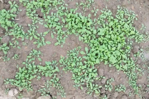 荠菜什么时候播种好，春秋两季均可种植