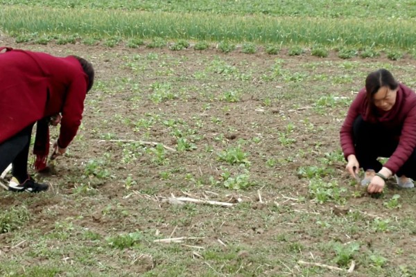 荠菜什么时候播种好，春秋两季均可种植