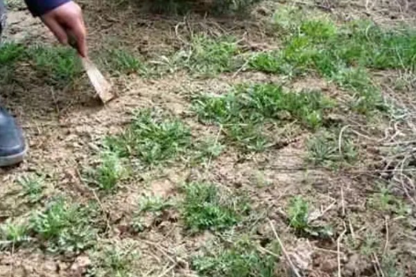 荠菜什么时候播种好，春秋两季均可种植