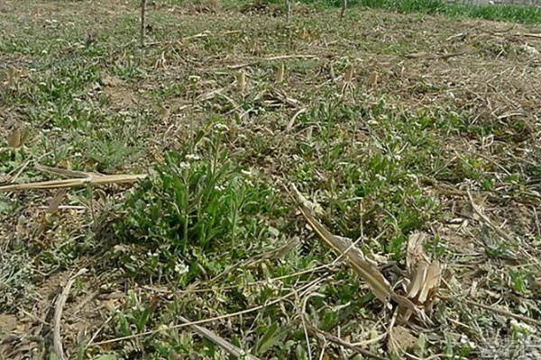 荠菜什么时候播种好，春秋两季均可种植