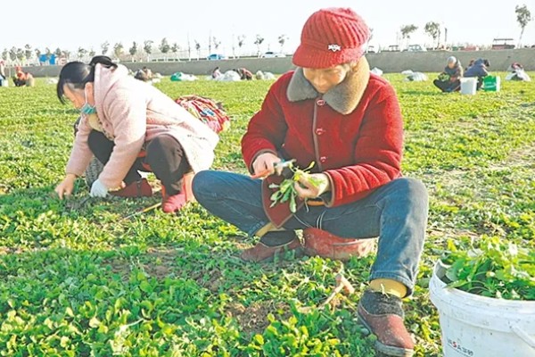 荠菜什么时候播种好，春秋两季均可种植