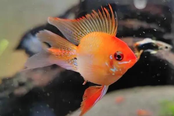 荷兰凤凰鱼能长多大，可以长到6-8厘米左右