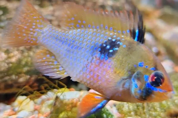 荷兰凤凰鱼能长多大，可以长到6-8厘米左右