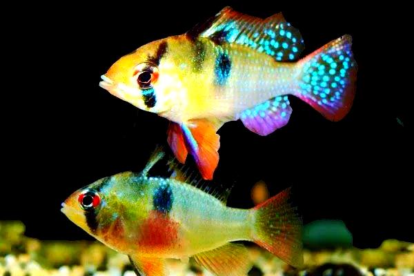 荷兰凤凰鱼能长多大，可以长到6-8厘米左右