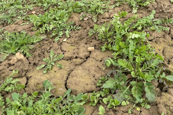 荠菜什么时候播种好，春秋两季均可种植