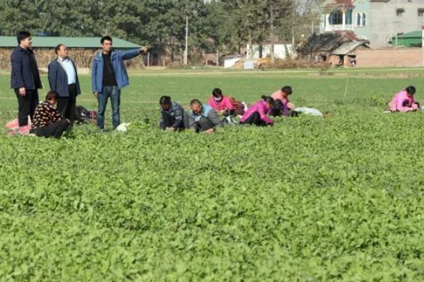 荠菜什么时候播种好，春秋两季均可种植