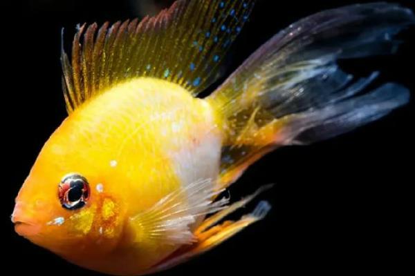 荷兰凤凰鱼能长多大，可以长到6-8厘米左右