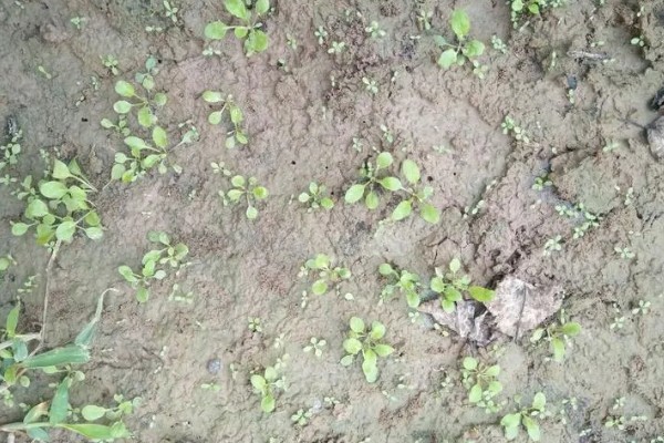 荠菜什么时候播种好，春秋两季均可种植