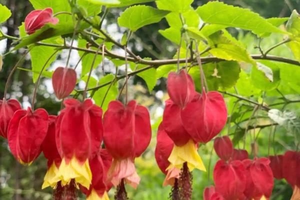 爬藤灯笼花怎么养殖，生长初期主施氮肥