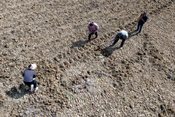 荠菜什么时候播种好，春秋两季均可种植