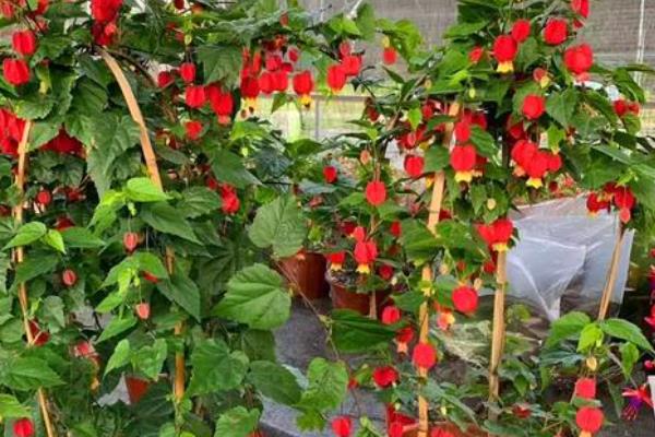 爬藤灯笼花怎么养殖，生长初期主施氮肥