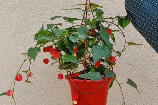 爬藤灯笼花怎么养殖，生长初期主施氮肥