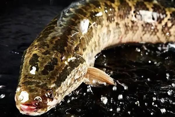 有哪些刺少好吃的淡水鱼，常见黑鱼、黄辣丁等品种