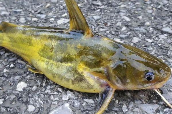 有哪些刺少好吃的淡水鱼，常见黑鱼、黄辣丁等品种