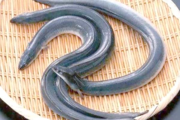 有哪些刺少好吃的淡水鱼，常见黑鱼、黄辣丁等品种