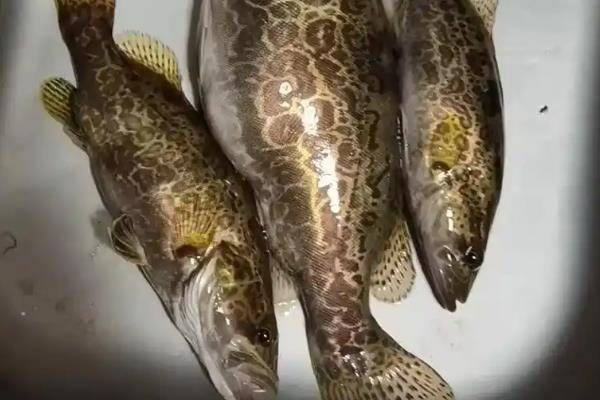 有哪些刺少好吃的淡水鱼，常见黑鱼、黄辣丁等品种