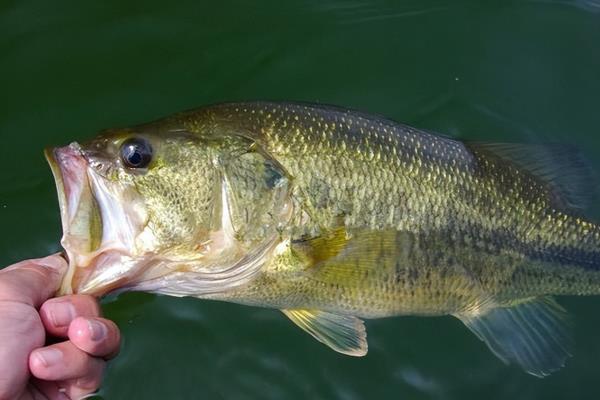 有哪些刺少好吃的淡水鱼，常见黑鱼、黄辣丁等品种