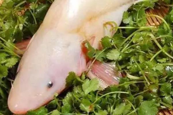 有哪些刺少好吃的淡水鱼，常见黑鱼、黄辣丁等品种