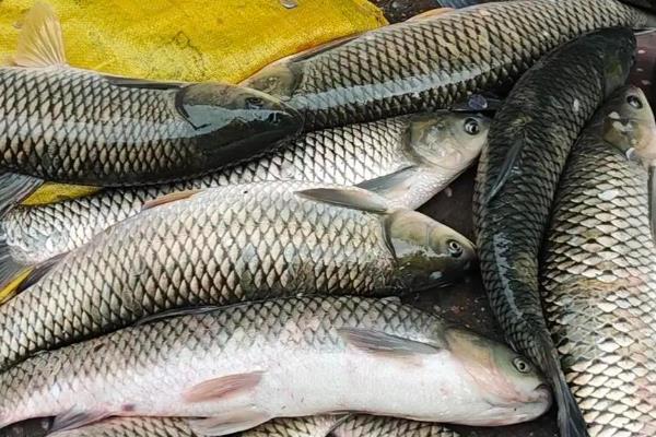 有哪些刺少好吃的淡水鱼，常见黑鱼、黄辣丁等品种