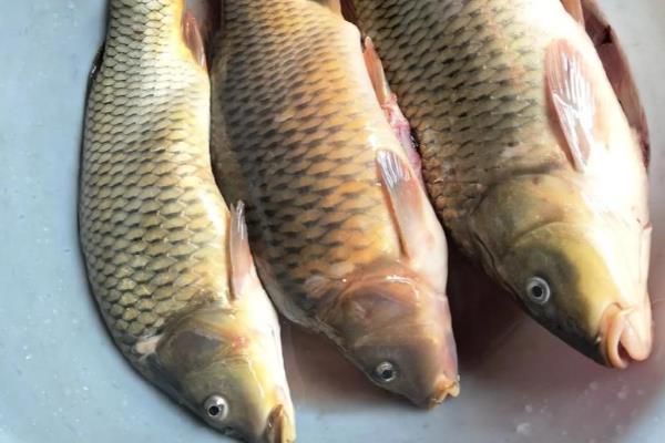 有哪些刺少好吃的淡水鱼，常见黑鱼、黄辣丁等品种