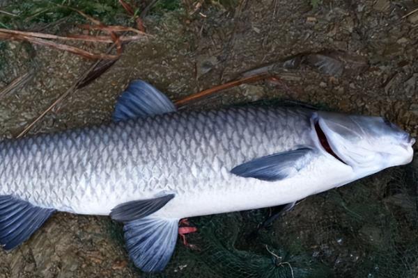 有哪些刺少好吃的淡水鱼，常见黑鱼、黄辣丁等品种