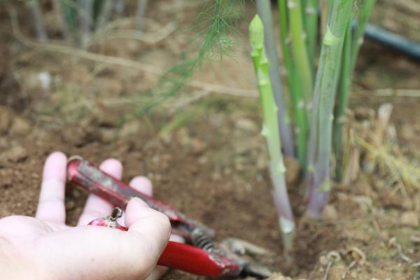 芦笋如何繁殖，可播种也可扦插繁殖