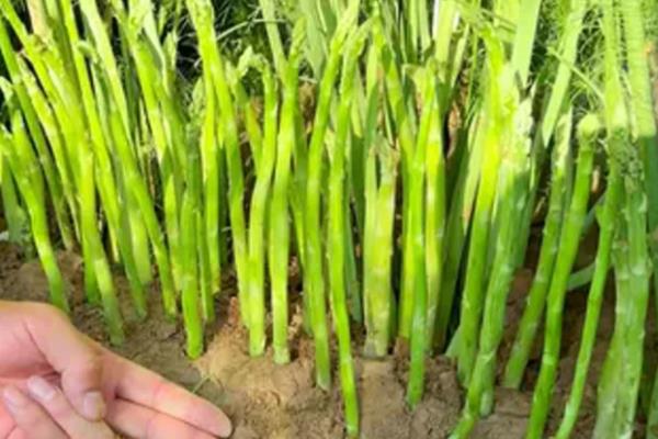 芦笋如何繁殖，可播种也可扦插繁殖