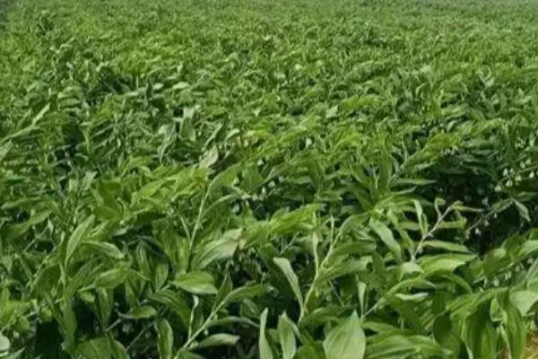 老虎姜用哪种肥料施，通常需要施农家肥