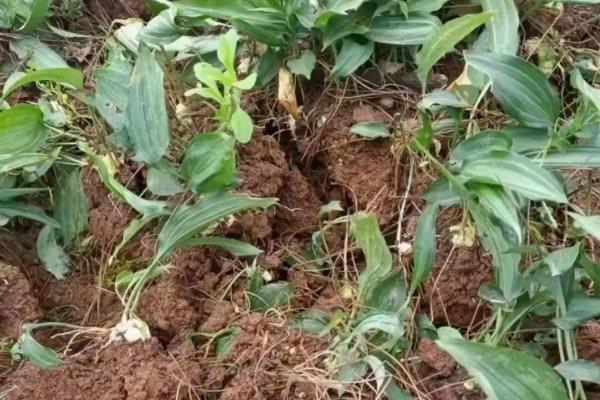 老虎姜用哪种肥料施，通常需要施农家肥