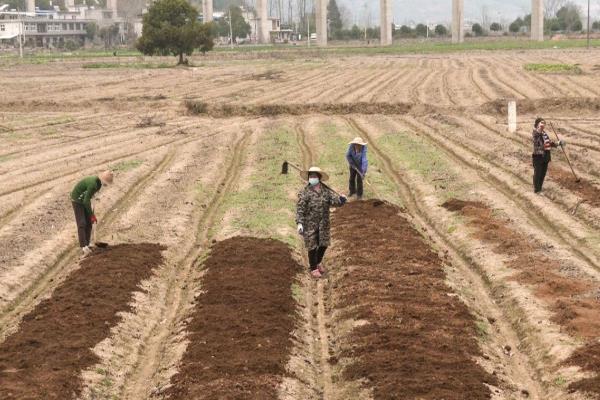 老虎姜用哪种肥料施，通常需要施农家肥