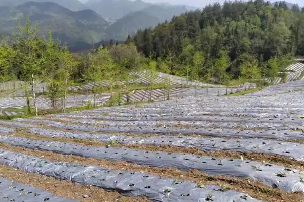 老虎姜用哪种肥料施，通常需要施农家肥