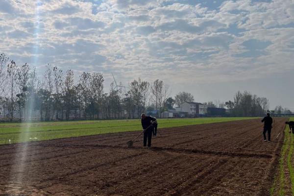 老虎姜用哪种肥料施，通常需要施农家肥