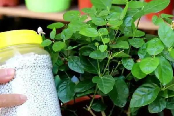 茉莉花施什么肥，大面积种植主要施农家肥