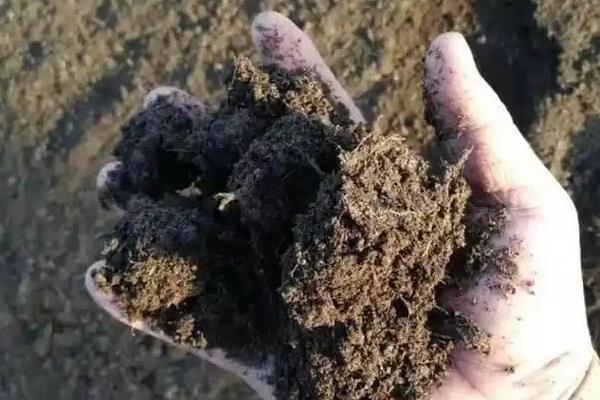 茉莉花施什么肥，大面积种植主要施农家肥