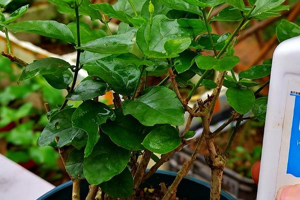 茉莉花施什么肥，大面积种植主要施农家肥
