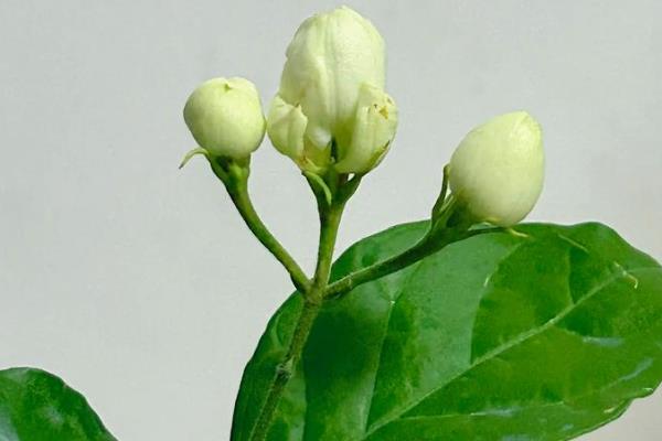 茉莉花施什么肥，大面积种植主要施农家肥