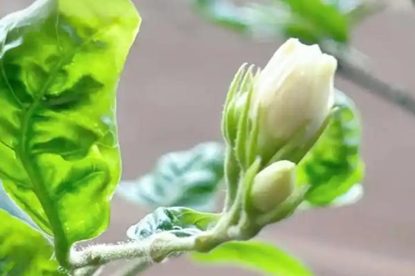 茉莉花施什么肥，大面积种植主要施农家肥