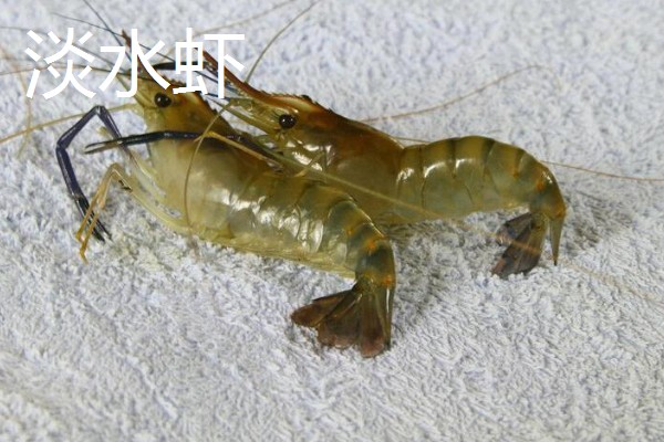 淡水虾与海水虾的区别,生存环境和外观均不同