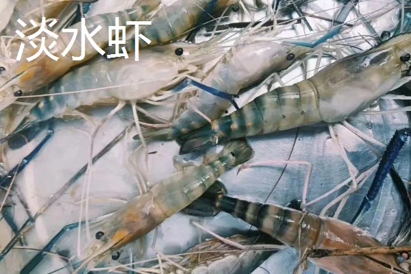 淡水虾与海水虾的区别,生存环境和外观均不同